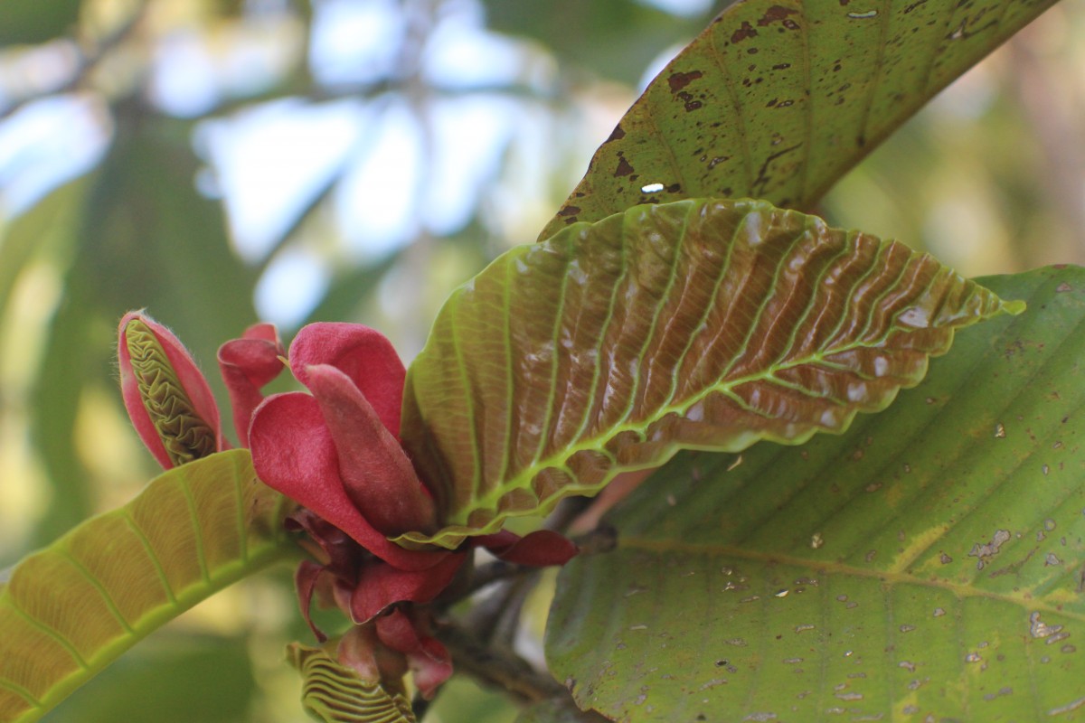 Dipterocarpus zeylanicus Thwaites